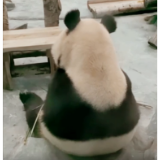凤凰融媒丨大熊猫的背影到底有多萌，忍不住想来个熊抱