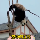 凤凰：大熊猫爬上树旋转跳跃秀起“芭蕾舞”