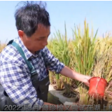 十年家国十年心：在湖上种水稻的农民