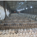 凤凰平菇产业发展旺 带动村民就近就业