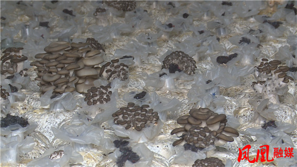 Still1221_00040.jpg Still1221_00040.jpg