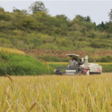 凤凰融媒丨稻花香里说丰年  凤凰县腊尔山镇8000余亩优质稻喜获丰收