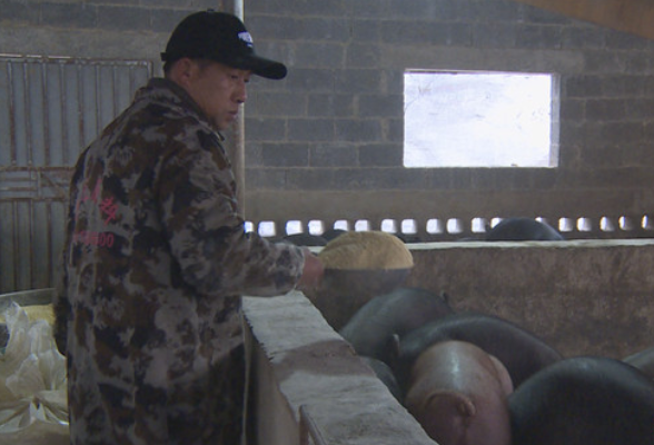 乡村振兴实干者:扭仁村“养猪佬”--唐儒兵