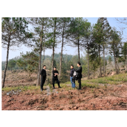 欧万海到凤凰县沱江镇庄上村调研黄金茶产业发展情况