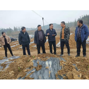 湖南省蚕研所总农艺师李章保调研指导凤凰蚕桑产业发展