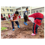 劳动教育重实践，种植社团促“双减”  ——记凤凰县箭道坪小学沱江校区劳动教育