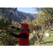 凤凰县水打田乡：开展助农志愿服务活动