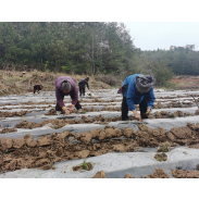 凤凰县：田间地头话出路    迷迭香产业助振兴