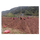 凤凰县沱江镇：全力推进撂荒地复耕复种