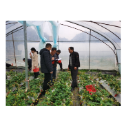 凤凰县： 加强春季质量监管   确保农产品消费安全          