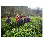 参观学习取茶经 乡村振兴添动力  ——凤凰县市监局带领乡村振兴联系村赴吉首市参观学习茶叶产业