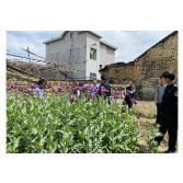 凤凰县：坚持对毒品“零容忍”  坚决打击毒品原植物种植违法犯罪行为