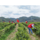 凤凰县山江镇：以思想大解放为契机，积极行动助采茶