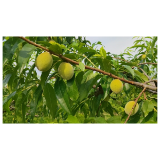 湖南凤凰：黄合锦绣黄桃“初成长”  个个穿上“新衣裳”