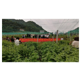 凤凰县万亩荞麦撬动亿元产值
