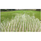 抢抓农时：凤凰县阿拉营镇黄合社区田间地头披新绿