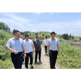 吴章游到凤凰县阿拉营镇新岩村调研指导产业发展
