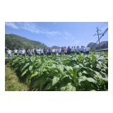 凤凰县：“六个抓好”力促烟叶产业发展