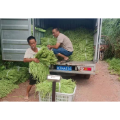 乡村振兴丨凤凰县沱江镇溪口村：生态蔬菜种植奔富路