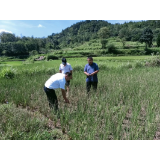 凤凰县农业农村局：多措并举全力应对持续旱情