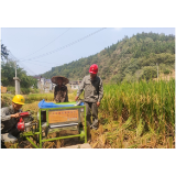 全域文明创建在行动丨国网凤凰县供电公司：贴心服务  确保秋粮颗粒归仓