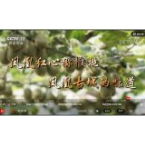 走出深闺：凤凰红心猕猴桃亮相CCTV