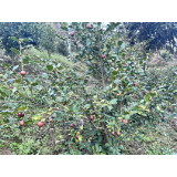 凤凰县水打田乡：油茶树上结硕果  助力发展促振兴