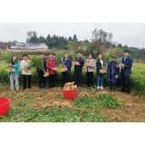 全国蔬菜产业技术体系岗位专家徐坤指导凤凰生姜试验工作