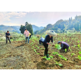 乡村行 • 看振兴丨凤凰县林峰乡：好雨知时润   沃土油菜移栽正当时