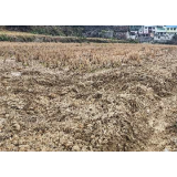 凤凰县：冬日晴好天，烟地翻耕忙