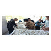 凤凰县两林乡：养蚕卖茧喜捡“双黄蛋”