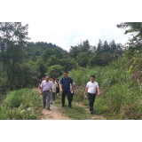 凤凰县禾库镇：雪茶产业再推进   乡村振兴再赋能