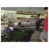 凤凰县两林乡：心有乡愁    返乡创业成就自己的“丝”绸之路
