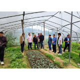 凤凰县新岩村：齐抓共建加强技术交流   产业兴旺助推乡村振兴