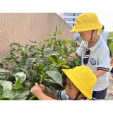 凤凰县九里边城幼儿园：食育课堂——萌娃“趣”卖菜
