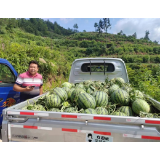 凤凰县沱江镇龙潭村：西瓜大丰收 “甜蜜”产业助推乡村振兴
