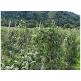 凤凰县沱江镇庄上村：夏收正当时，田间谱笑颜