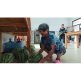 文明新风润湘西丨凤凰县：黄合社区党员献爱心 千斤西瓜甜浸老人心