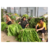 凤凰县：“党建+烟叶”，老产业焕发新活力