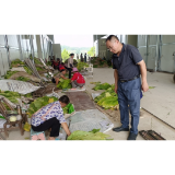凤凰县落潮井镇板帕村：“三保障”培育壮大村集体经济