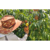 甜蜜一夏丨凤凰县黄合社区：百亩锦绣黄桃尝鲜采摘正当时