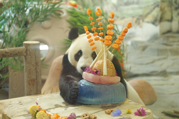 凤凰：八只大熊猫同过生日