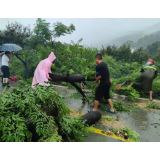 凤凰县公路建设养护中心：清理倒伏树木保障公路安全畅通