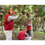 文明新风润湘西丨国网凤凰县供电公司：电力护航秋收季 助力乡村振兴