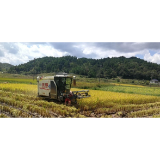 凤凰县两林乡板新村：遍地金黄稻谷香、机器隆隆收割忙