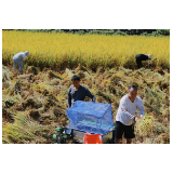 凤凰县千工坪镇：稻谷黄，秋收忙