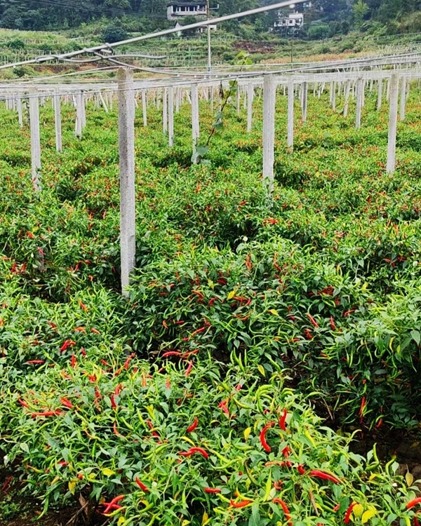 图片12.jpg 图片12.jpg