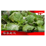 2024年01月06日湖南凤凰新闻