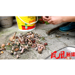 凤凰县:秋日大山馈赠的美味——乌枞菌