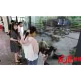 夏日炎炎  去凤凰中华大熊猫苑里看国宝萌宠过夏天
